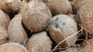 cocos. maduro coco fruta. fundo do veloso Coca nozes foto