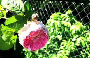 a foto colorida mostra flor de rosa desabrochando