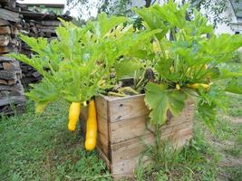 pepino vegetal verde maduro inteiro, refeição em fatias redondas foto