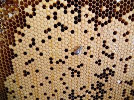textura de hexágono de fundo, favo de mel de cera de uma colmeia de abelhas foto