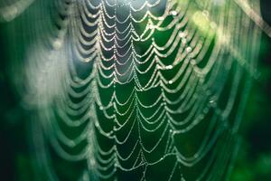 natural fundo. teias de aranha dentro orvalho gotas em uma verde plantar foto