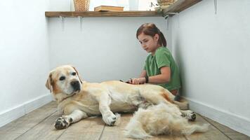 menina pentear a cabelo do dela labrador cachorro. problema Primavera muda animal. foto