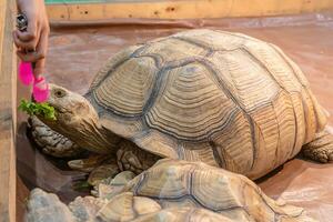 sulcata tartaruga comendo legumes em a de madeira chão. Está uma popular animal dentro tailândia. foto