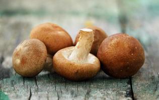 cogumelo shiitake na velha madeira foto