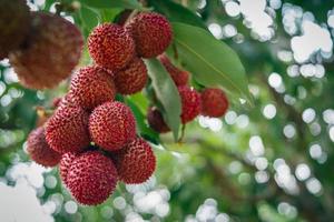 feche os frutos maduros de lichia na árvore da plantação, Tailândia foto