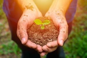 mãos do agricultor plantando as mudas no solo foto