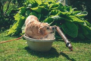 uma alegre labrador tocam com uma grande bastão dentro uma banho do água ao ar livre foto