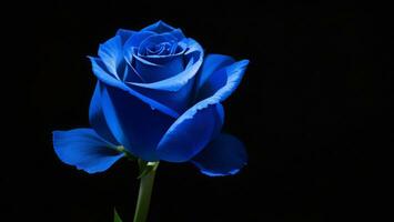 azul rosa isolado em Preto fundo com cópia de espaço para texto ai gerado foto