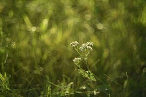 lindo Relva com borrão. verde vegetação e reflexões a partir de a Sol. foto