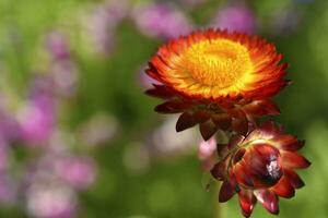 vermelho e amarelo flores em uma fundo do verde folhagem. helichrysum oriental. lindo brilhante flores e fundo borrão. foto