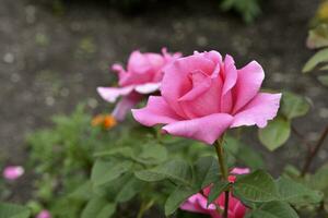 lindo vermelho rosa flores arbustos com vermelho flores dentro a jardim dentro verão. foto