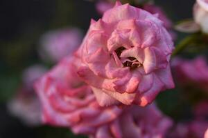 lindo vermelho rosa flores arbustos com vermelho flores dentro a jardim dentro verão. foto