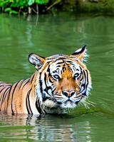 foto fechar-se panorama tiro do uma Bengala tigre com verde Relva