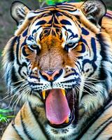 foto fechar-se panorama tiro do uma Bengala tigre com verde Relva