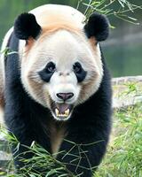 foto do gigante panda, a gigante panda é ameaçadas de extinção espécies