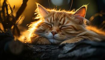 fofa gatinho dormindo em grama, encarando às Câmera dentro luz solar gerado de ai foto