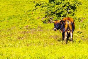 vacas pastar em pasto dentro a montanhas florestas costa rica. foto