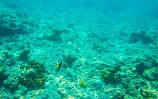 snorkeling embaixo da agua Visualizações peixe corais turquesa água Rasdhoo ilha Maldivas. foto