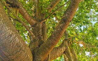 enorme linda ficus maxima figueira playa del carmen méxico. foto