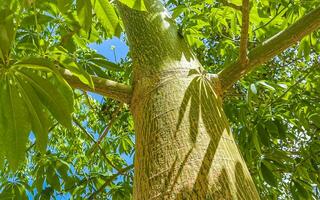 enorme bela sumaúma árvore ceiba com picos no méxico. foto