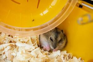 uma branco dzungaro hamster dentro uma multicolorido cela com tubos, uma roda, uma tigela do comida, enchimento, parece curiosamente.hid atrás a roda foto