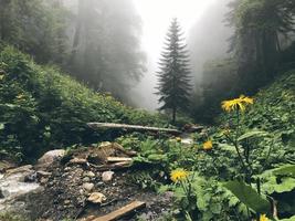 bela floresta das montanhas do Cáucaso no nevoeiro. Rússia foto