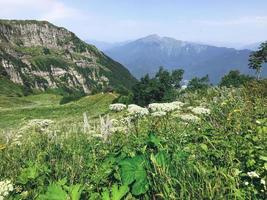 vegetação no pico das montanhas do Cáucaso. roza khutor, rússia foto
