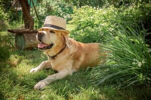 lindo adorável castanho cachorro labrador dentro chapéu ao ar livre foto