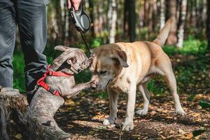 lado Visão às dois fofa cães, labrador e francês buldogue, obtendo para conhecer e cumprimento cada de outros foto