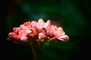 abelha em Rosa flor dentro Sombrio borrado fundo foto