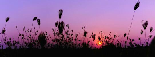 pacífico natureza manhã cenário névoa outono fundo. verão crepúsculo campo manhã Primavera foto