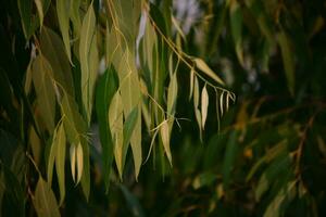 folhas de eucalipto. fundo de natureza de árvore de eucalipto ramo foto