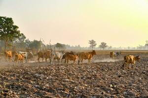 animal grupo vacas dentro agrícola área, campo ao ar livre panorama foto