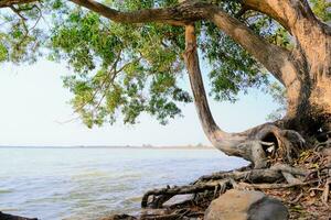 árvore em natureza, panorama rio banco foto