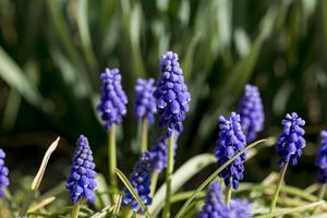 detalhes de flores de muscari em um parque de madri, espanha foto