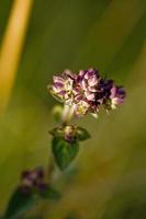 planta de flor selvagem no jardim, província de lote, frança foto