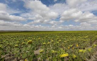 campo de girassóis na província de valladolid, castilla y leon, espanha foto