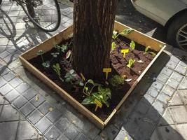 pequenos jardins urbanos ao pé de árvores em madri, espanha foto