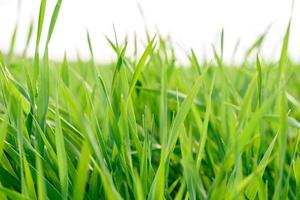 campo de textura de grama verde fresca como pano de fundo