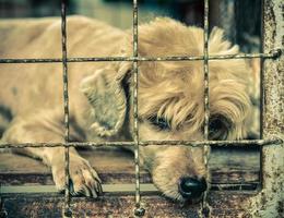 cachorro velho solitário na gaiola foto