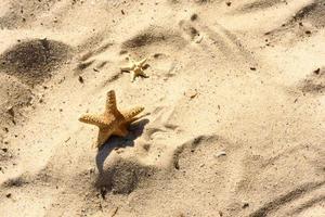 estrela do mar na areia no oceano em um dia quente de verão foto