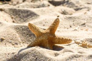 estrela do mar na areia no oceano em um dia quente de verão foto