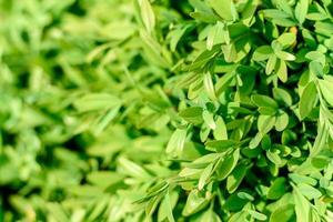 lindas plantas verdes no jardim em um dia quente de verão foto