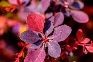 lindas plantas vermelhas no jardim em um dia quente de verão foto