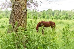 cavalos lindos e bem tratados pastando em um prado de selênio com grama verde suculenta foto