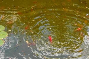 alimentando lindos peixes carpas vermelhas em um lago doméstico foto