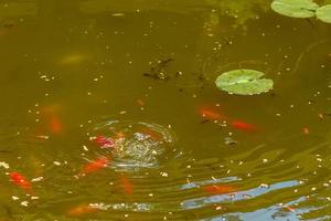 alimentando lindos peixes carpas vermelhas em um lago doméstico foto