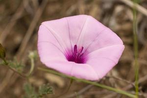 pequenas flores e gramíneas na primavera foto