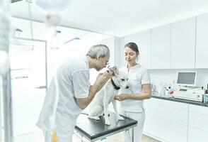 veterinário e dele assistente examinando orelha do uma cachorro foto