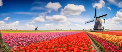 tulipa campo panorama dentro holandês foto